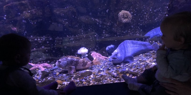 Fish tank at Oceanopolis